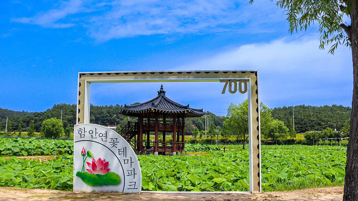 함안 연꽃테마파크 함안 연꽃테마파크