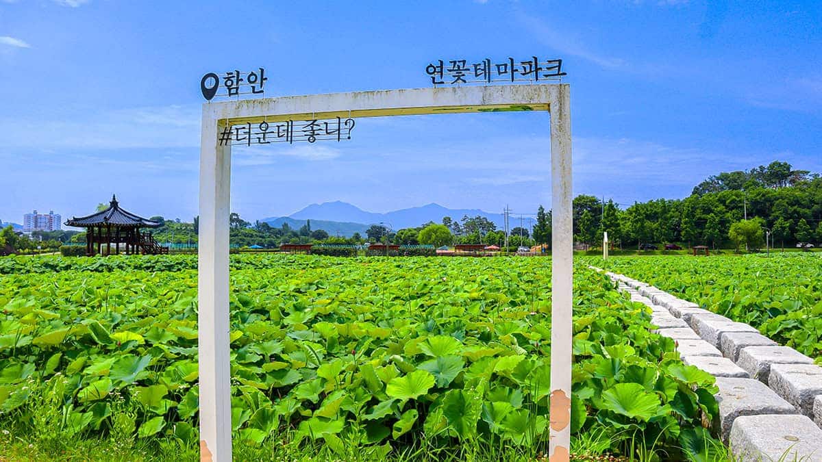 연꽃테마파크 연꽃테마파크