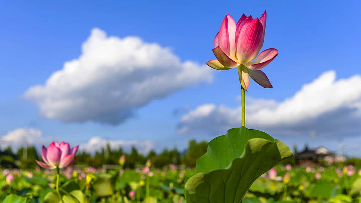 함안 연꽃 함안 연꽃