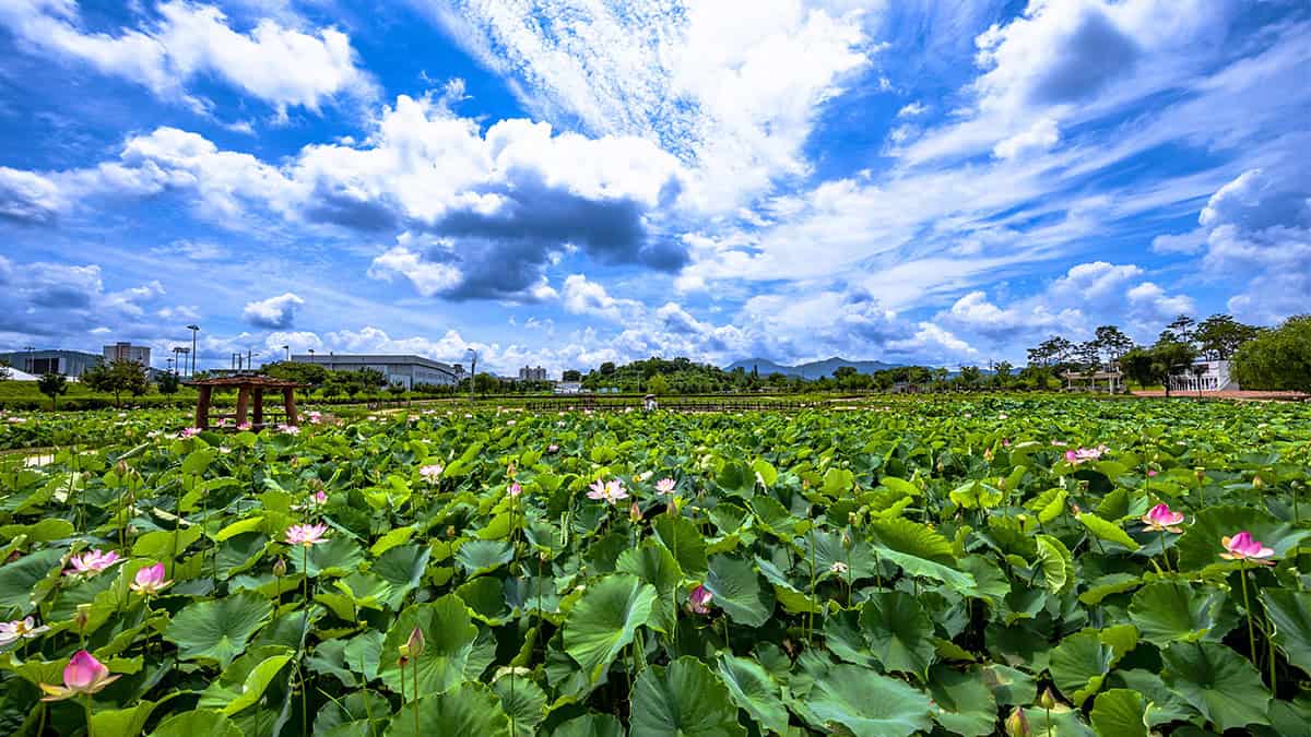 함안 연꽃테마파크 전경 함안 연꽃테마파크 전경