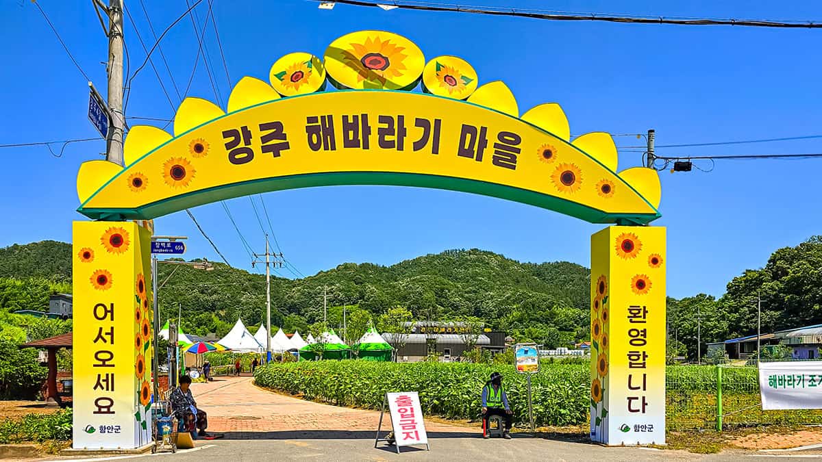 강주 해바라기 마을