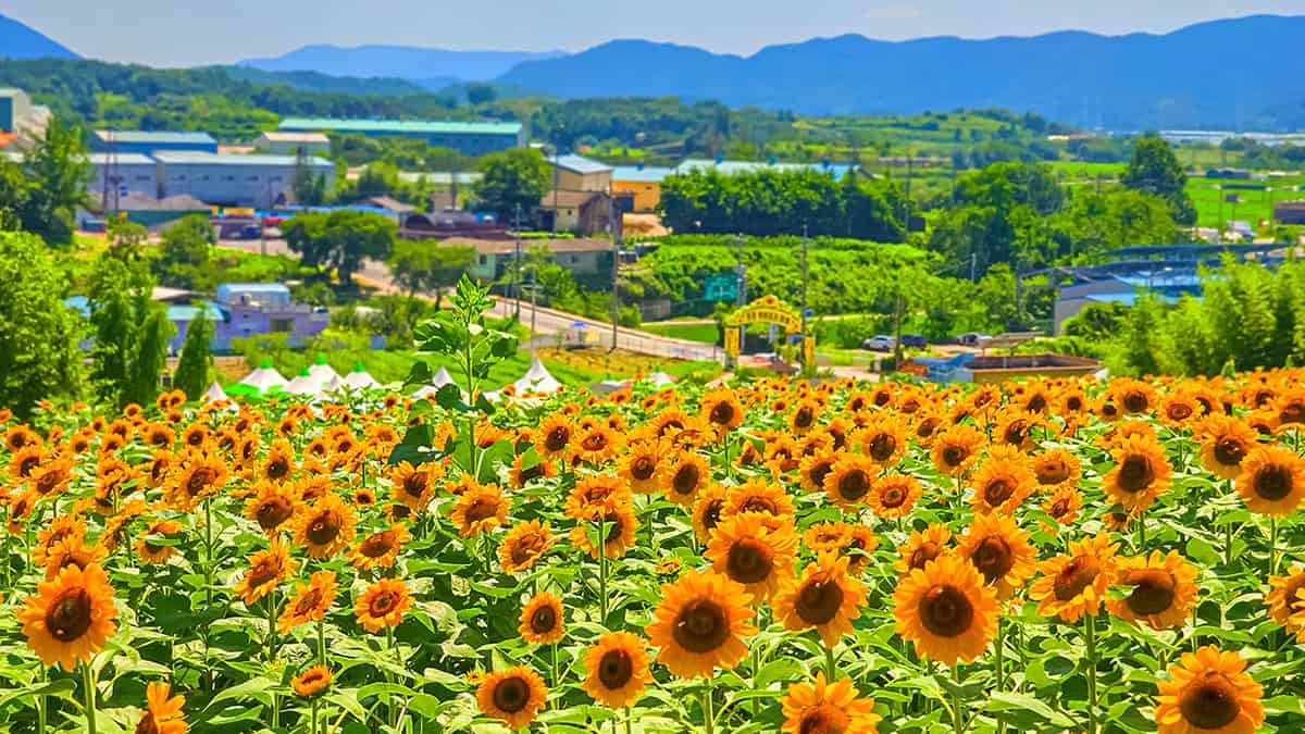함안 강주 해바라기 마을