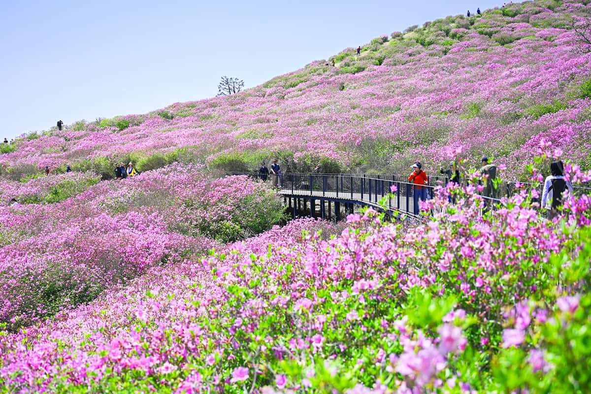 분홍빛 황매산 철쭉군락지 분홍빛 황매산 철쭉군락지