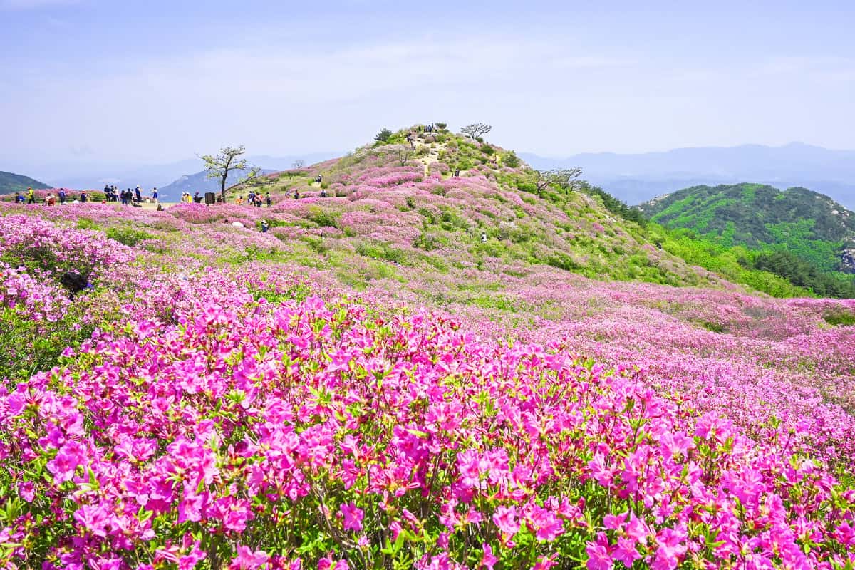 전국 최대 규모 황매산 철쭉군락지 전국 최대 규모 황매산 철쭉군락지