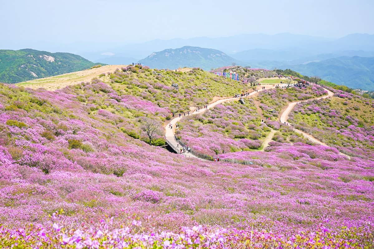 황매산 철쭉군락지 전경 황매산 철쭉군락지 전경