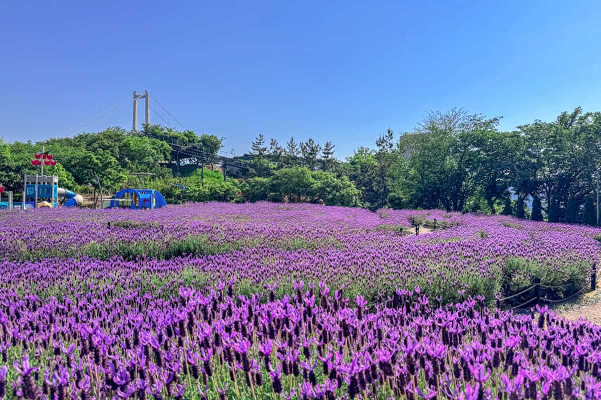 울산 장생포 고래문화마을 보랏빛 울산 장생포 고래문화마을 보랏빛