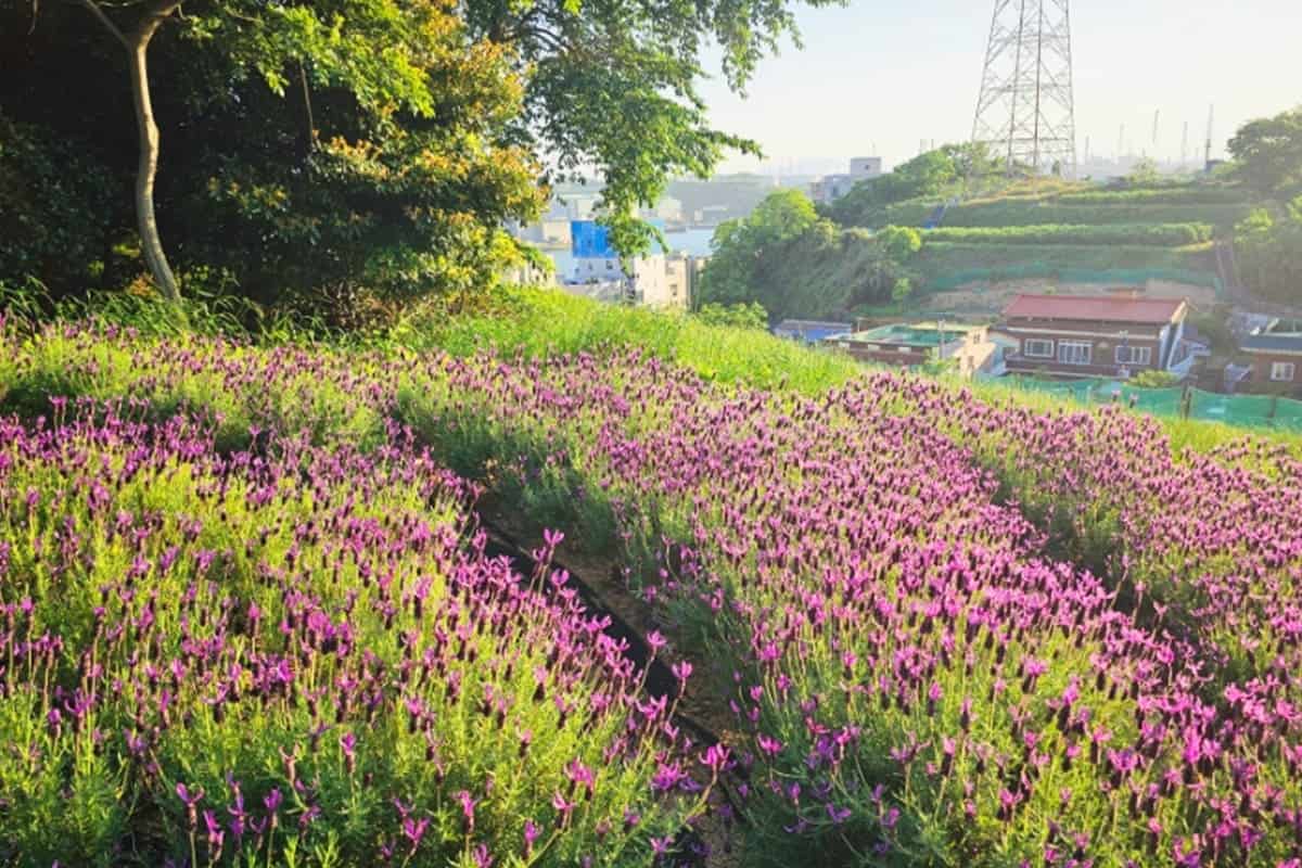 울산 장생포 고래문화마을 보랏빛 풍경 울산 장생포 고래문화마을 보랏빛 풍경