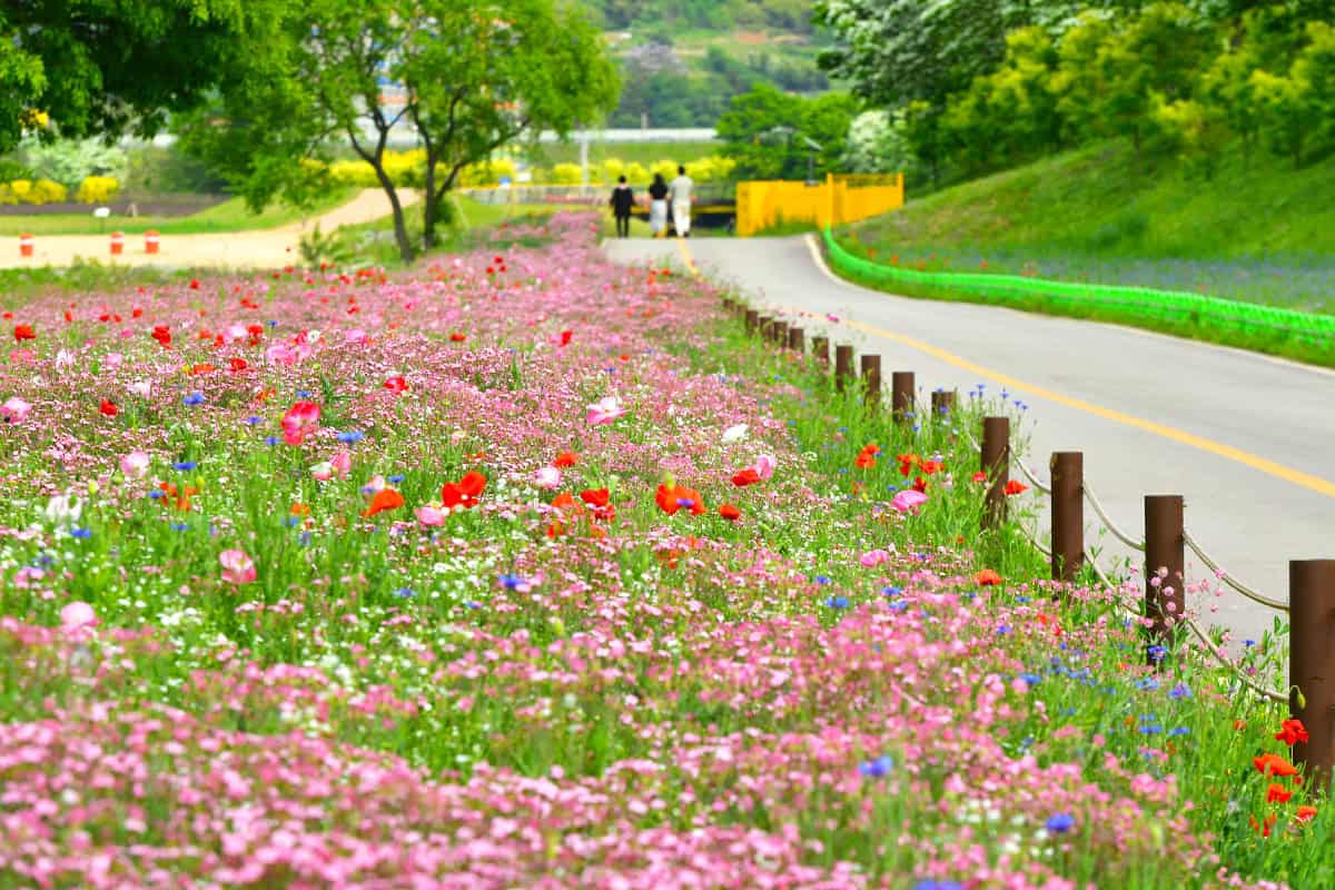 장성 황룡강 화려한 봄꽃 장성 황룡강 화려한 봄꽃