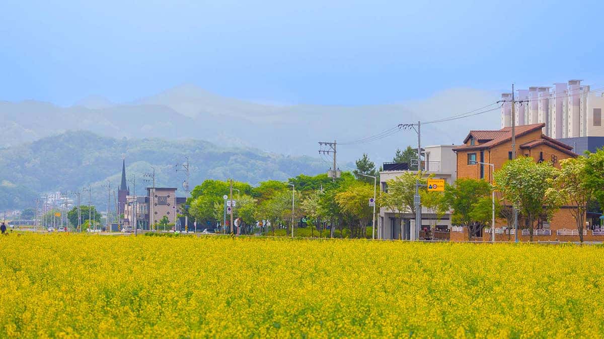 제천 유채꽃 명소