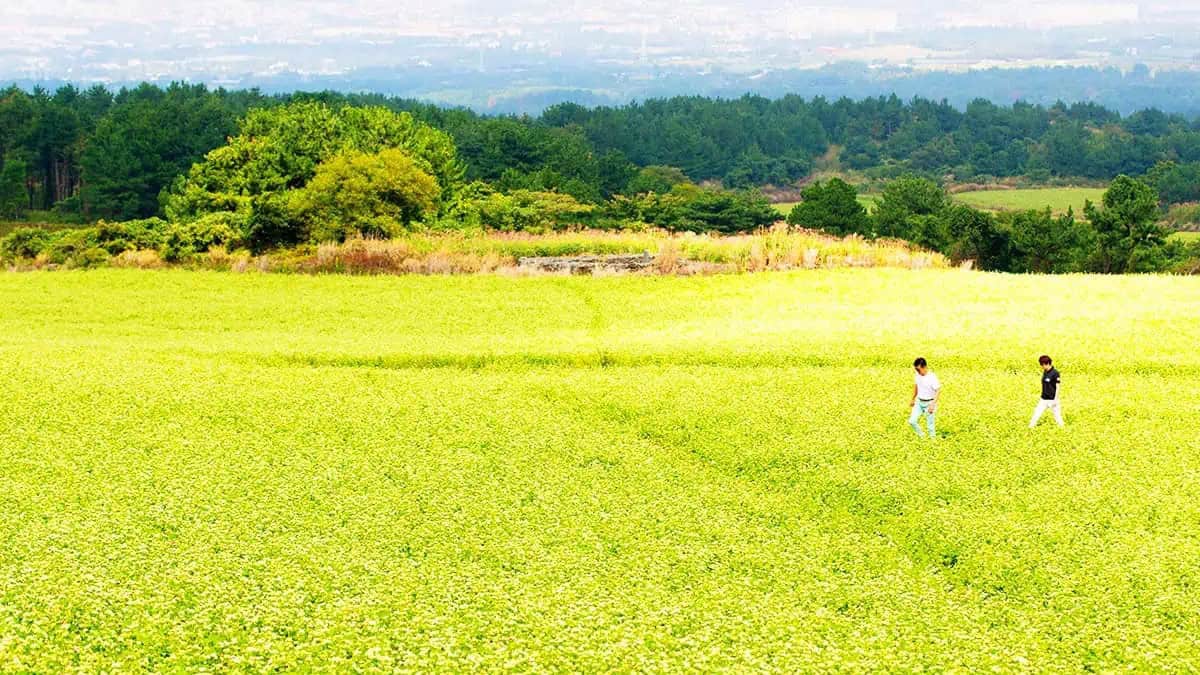 제주 오라메밀꽃밭 풍경 제주 오라메밀꽃밭 풍경