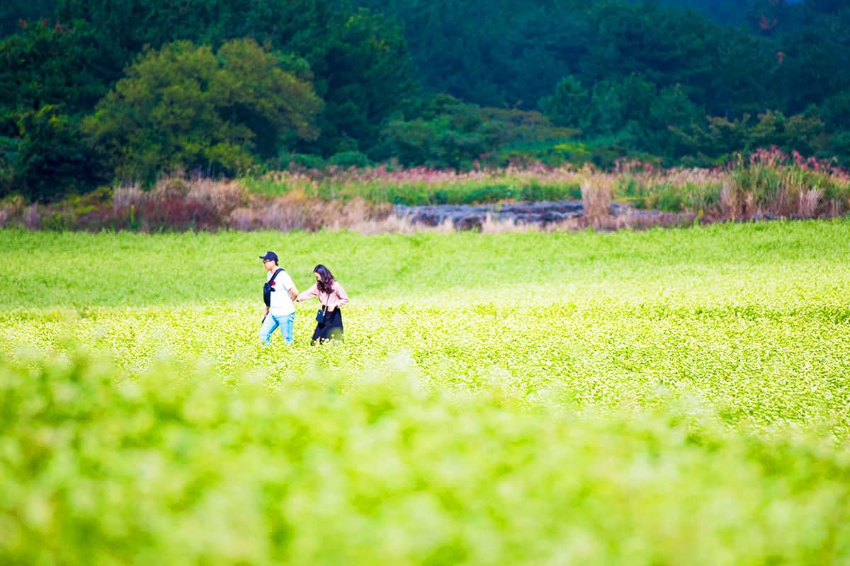 제주 오라메밀꽃밭 포토존 제주 오라메밀꽃밭 포토존