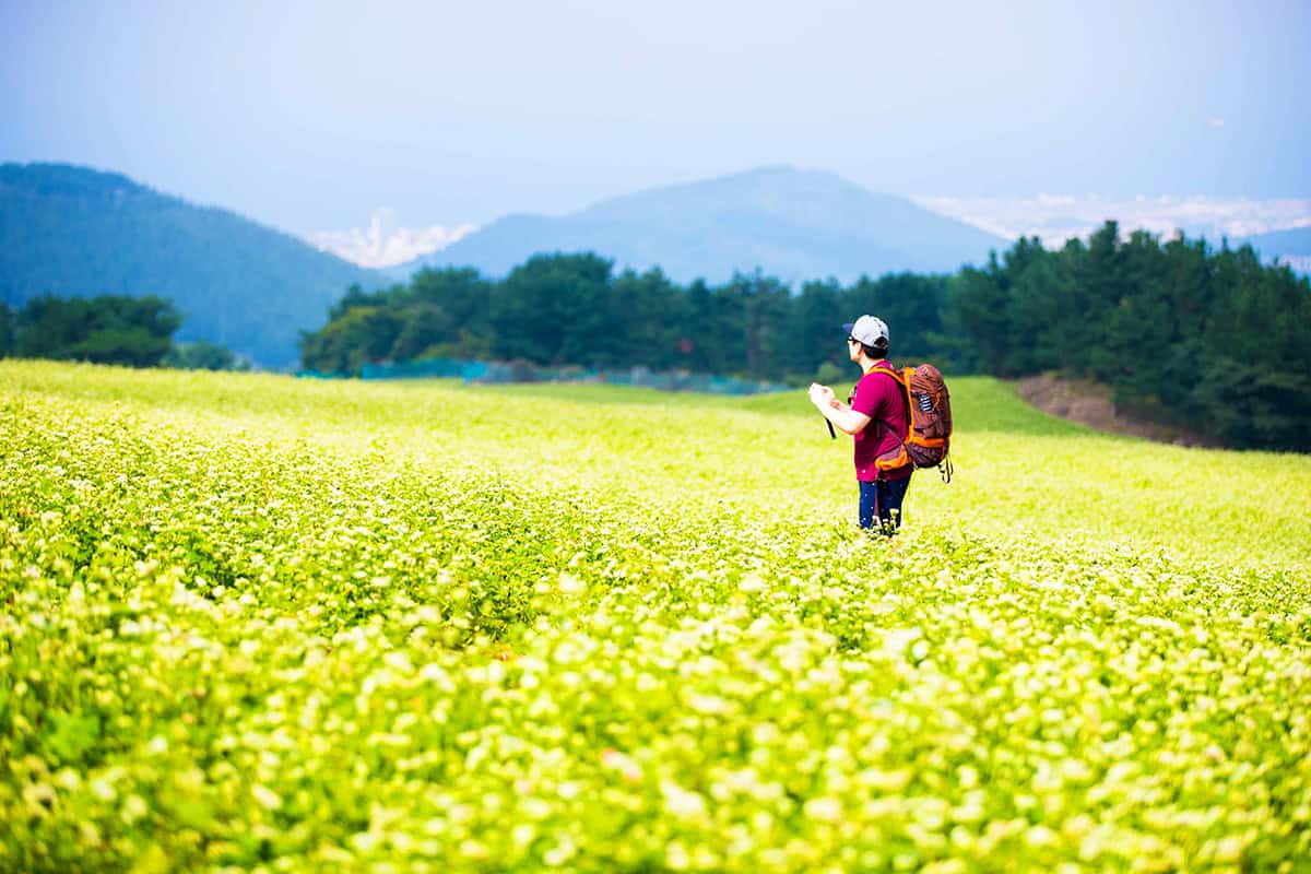 제주 오라메밀꽃밭 전경 제주 오라메밀꽃밭 전경