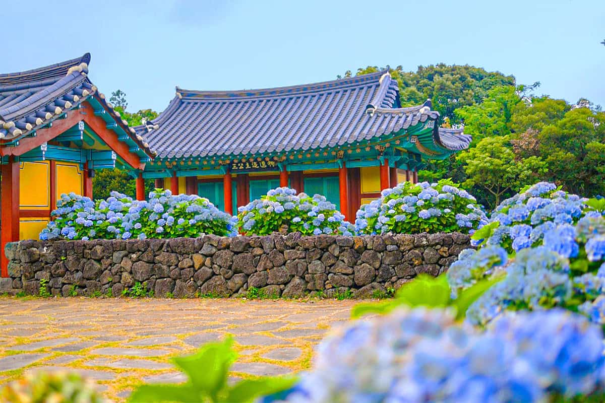 혼인지 수국