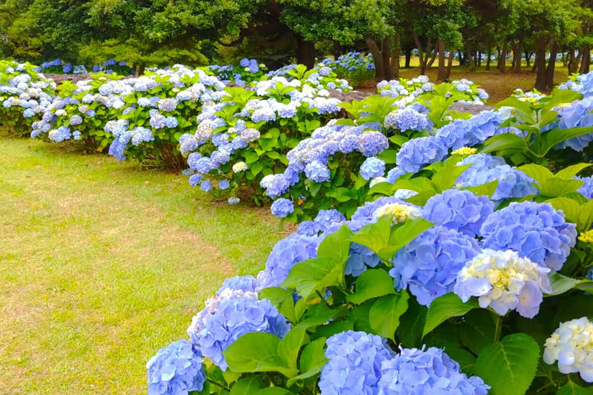 제주 혼인지 수국