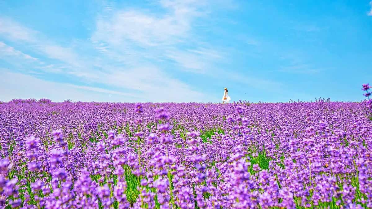 정읍 허브원 