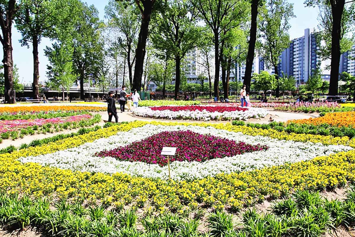 증평 보강천미루나무숲 봄꽃 증평 보강천미루나무숲 봄꽃