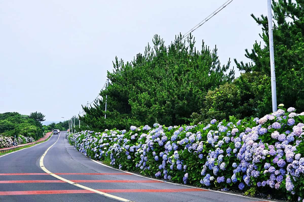 제주 종달리 수국길