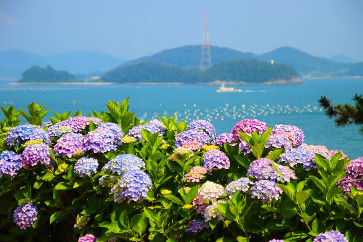 한산도 수국