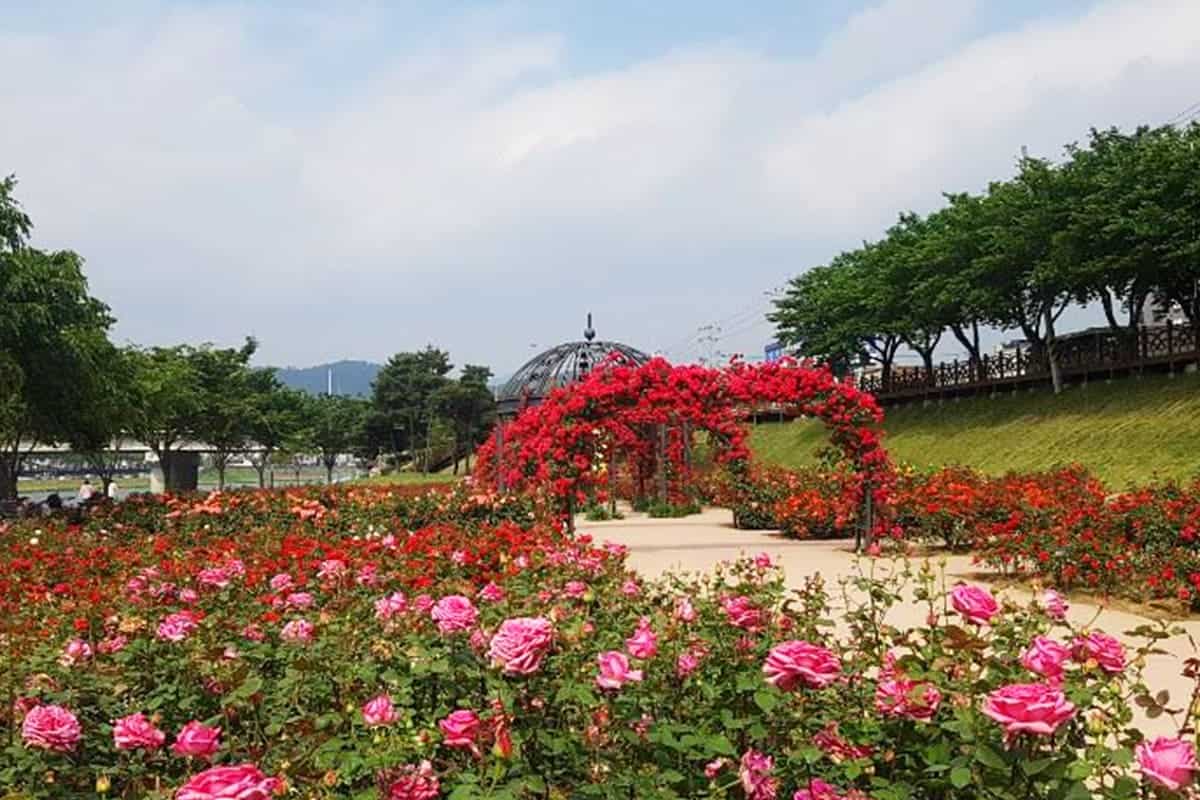 밀양 장미공원 풍경