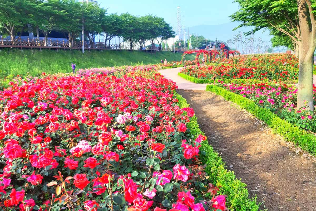 밀양강 둔치 장미원 풍경