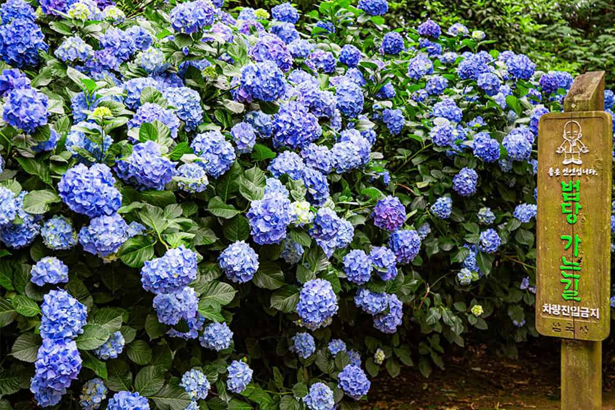 남국사 수국길 풍경 남국사 수국길 풍경