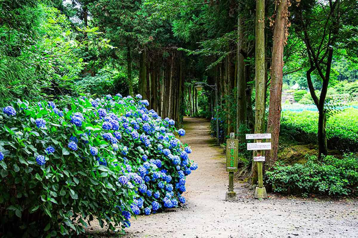 남국사 숲속에 펼쳐진 수국길 남국사 숲속에 펼쳐진 수국길