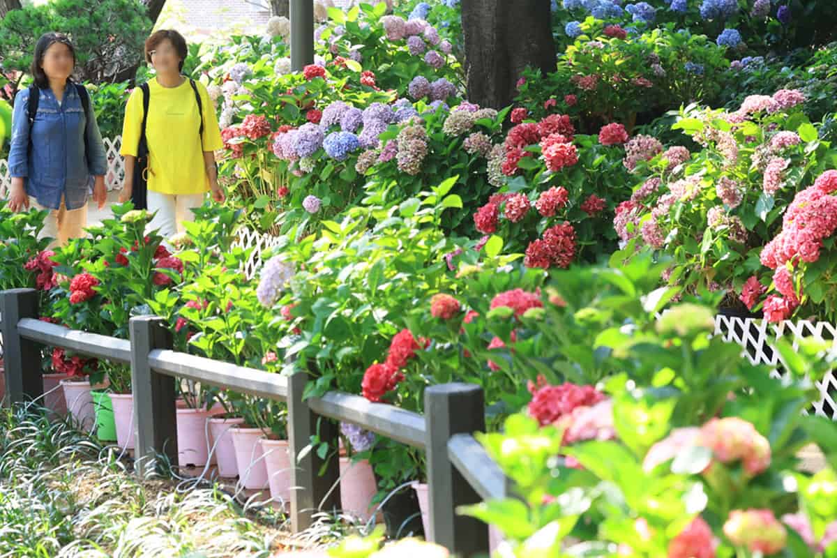 노원구 초안산 수국동산 노원구 초안산 수국동산
