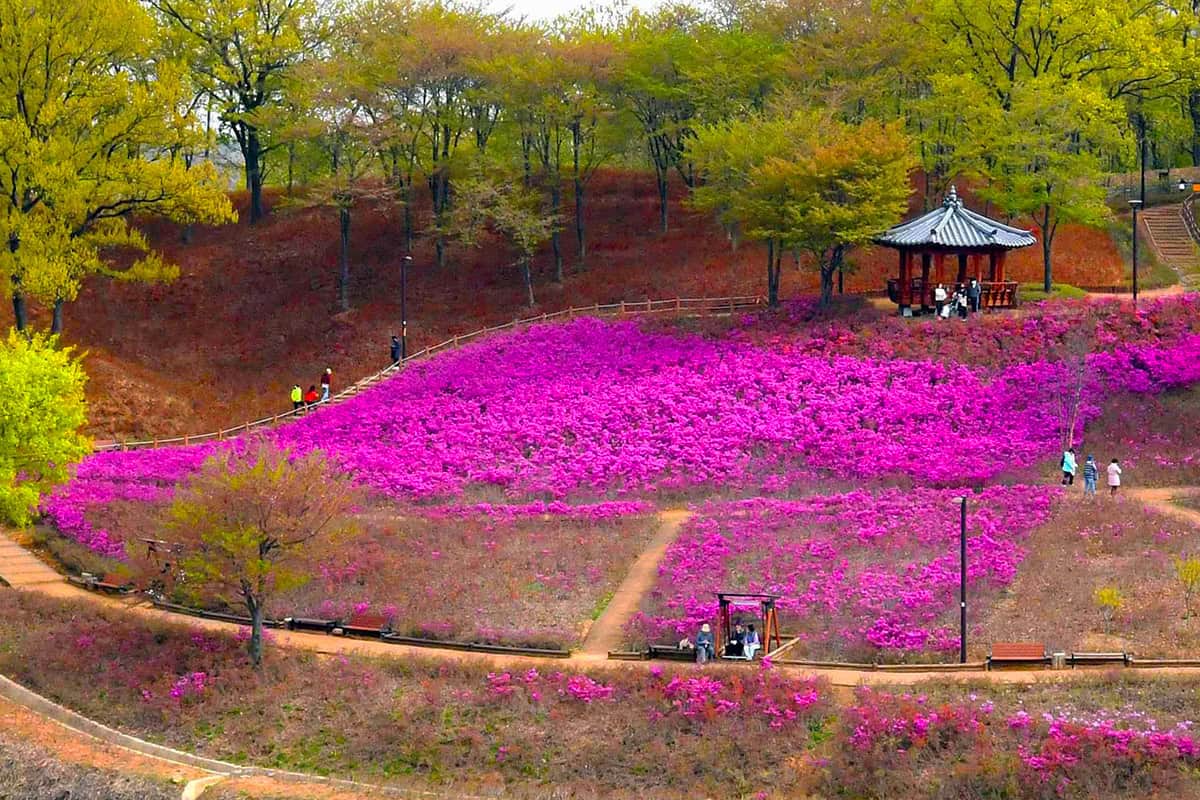 오난산 철쭉 전경 오난산 철쭉 전경