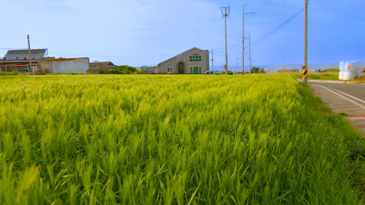 포항 청보리 포항 청보리