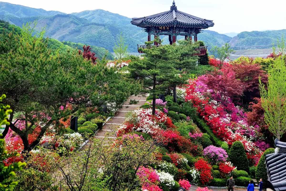 척야산 문화수목원 철쭉동산 척야산 문화수목원 철쭉동산