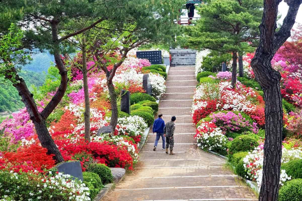척야산 문화수목원 철쭉길 척야산 문화수목원 철쭉길