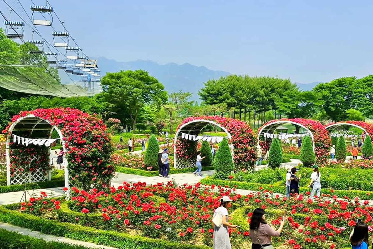 화려한 서울대공원 테마가든 장미원 화려한 서울대공원 테마가든 장미원