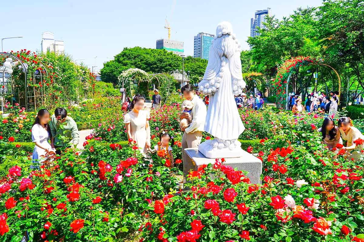 서울 중랑장미공원 서울 중랑장미공원