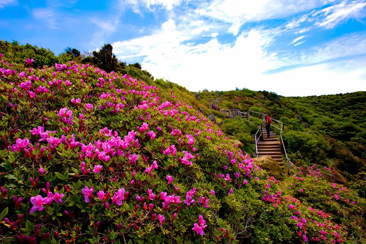 제주 한라산 제주 한라산