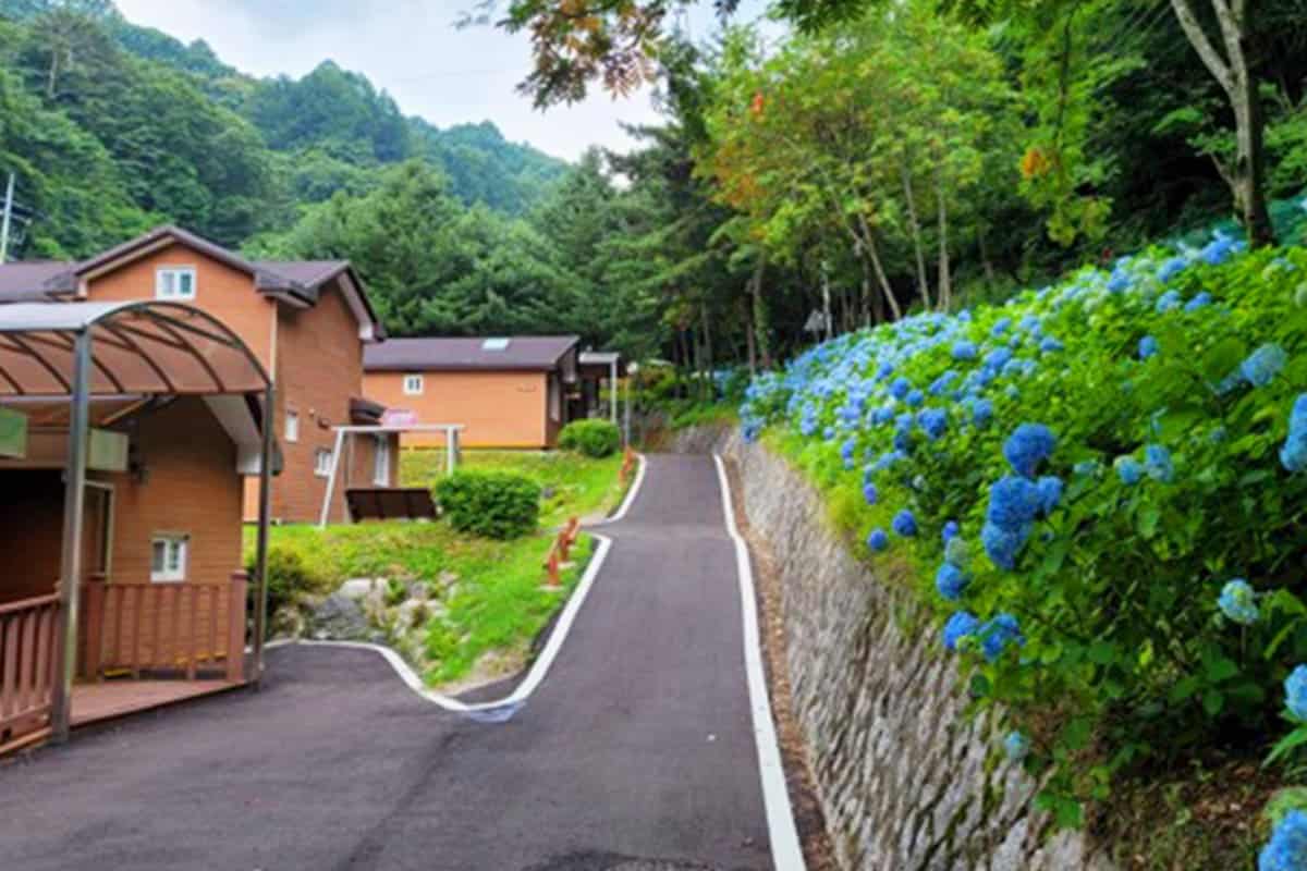 김천 수도산자연휴양림 수국