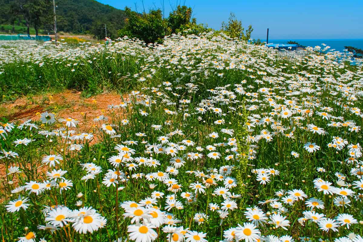 울산 데이지밭 울산 데이지밭