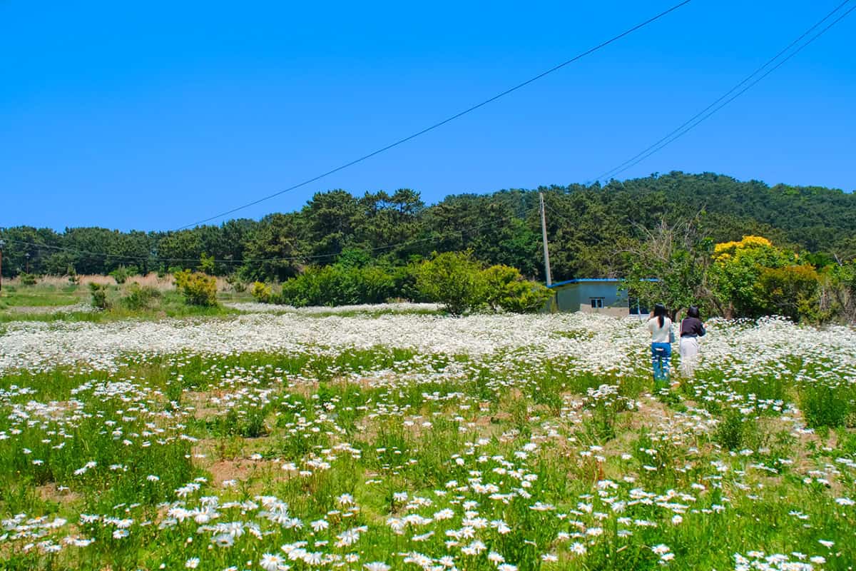 울산 데이지 울산 데이지