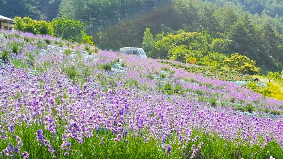 양원 라벤더 풍경 양원 라벤더 풍경