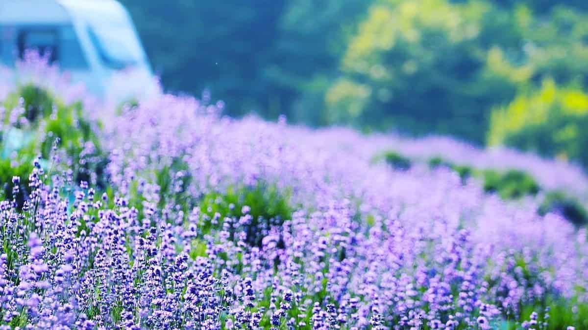 라벤더 라벤더