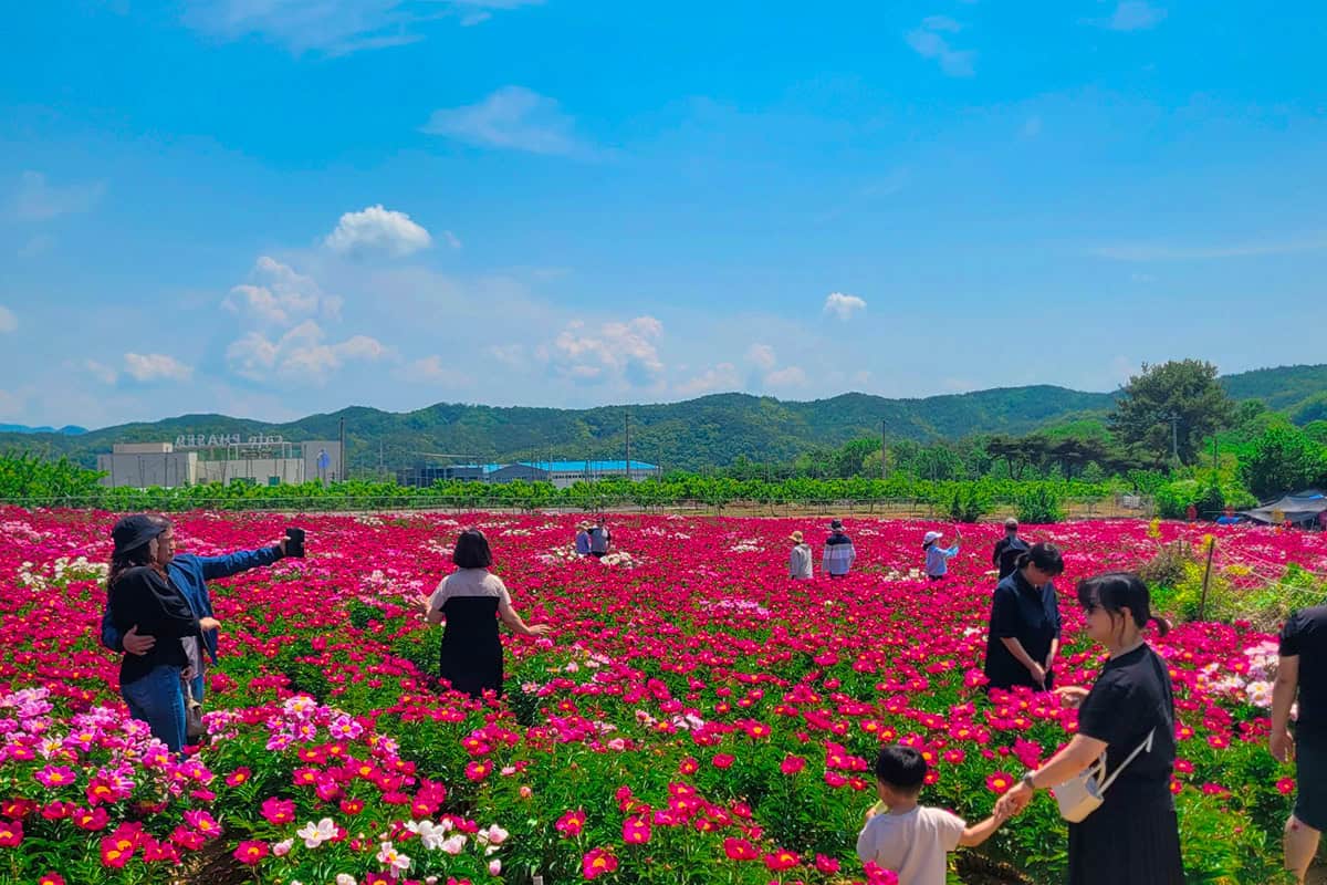 영천 작약꽃 나들이 축제 영천 작약꽃 나들이 축제
