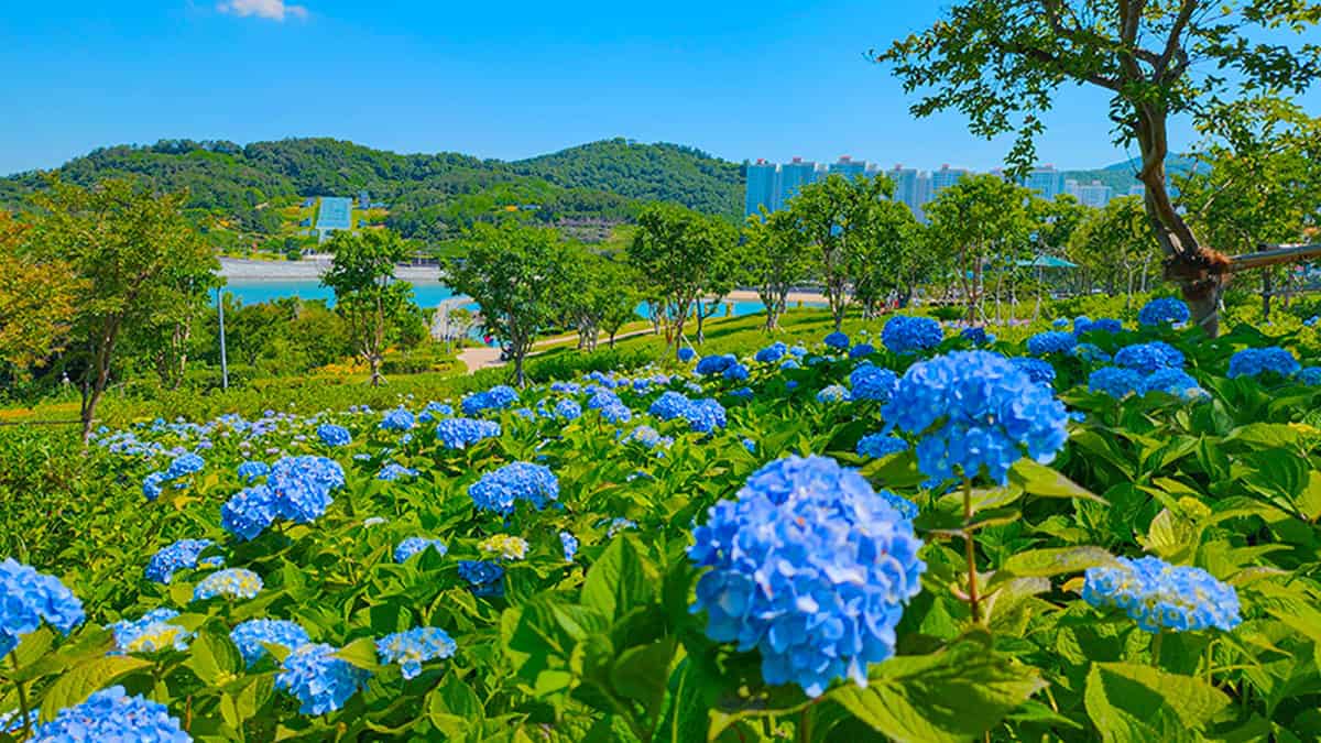 여수 장도 수국 명소 여수 장도 수국 명소