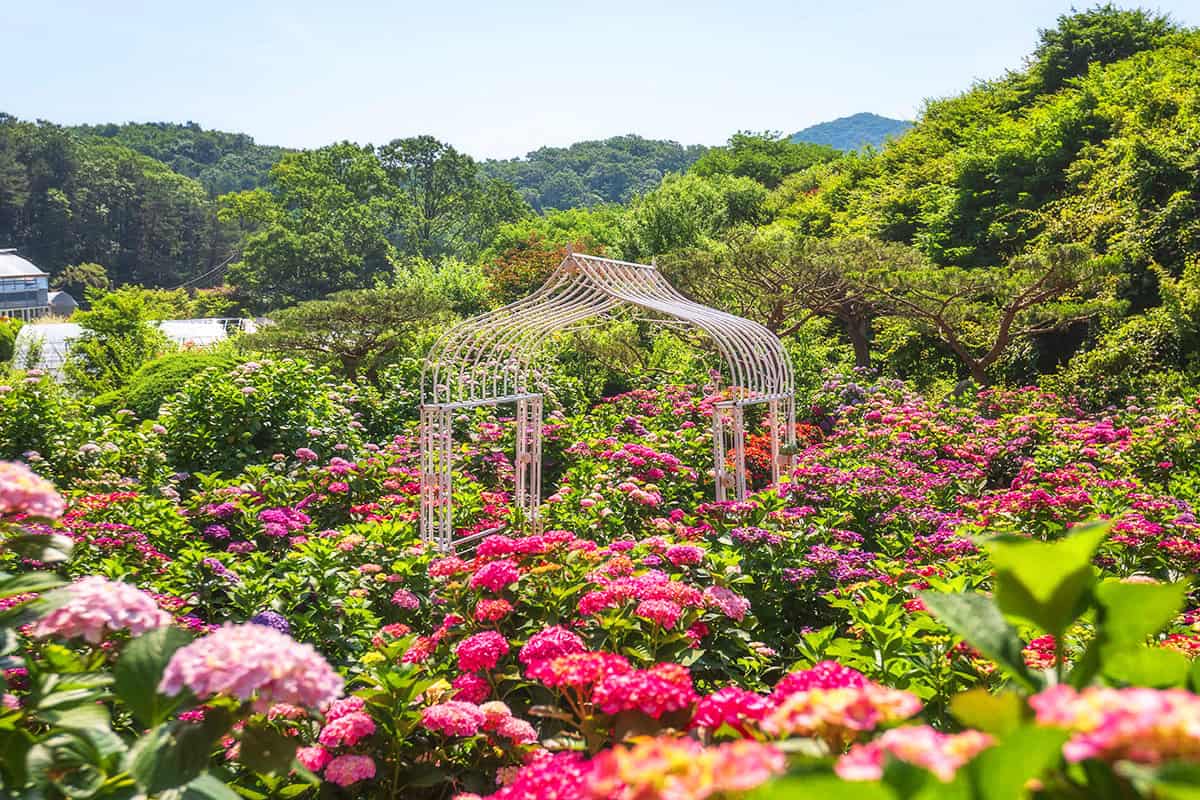 광주 율봄식물원 수국 포토존 광주 율봄식물원 수국 포토존