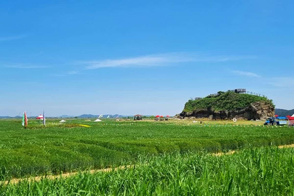 김제 지난 진봉 새만금 보리밭 축제
