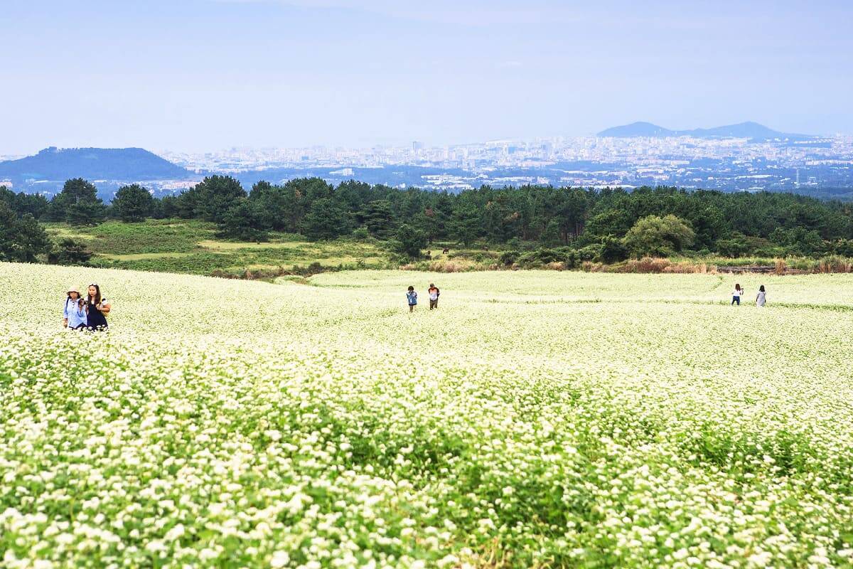 오라동 청보리리·메밀꽃밭