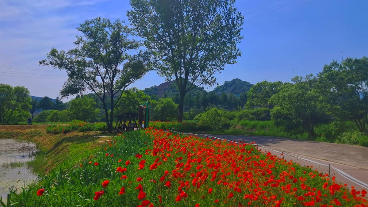 공주 양귀비