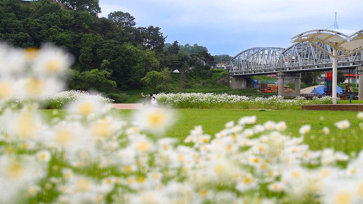 공주 미르섬 공주 미르섬