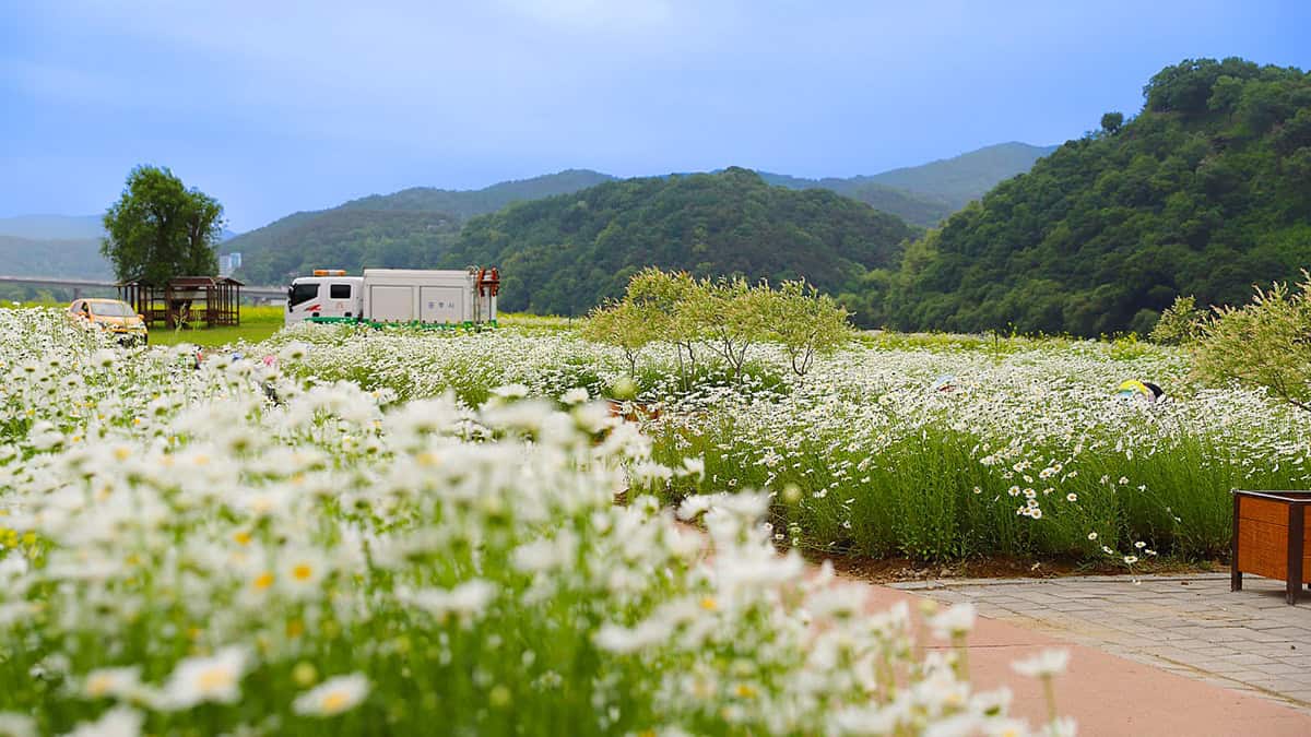 공주 데이지 공주 데이지