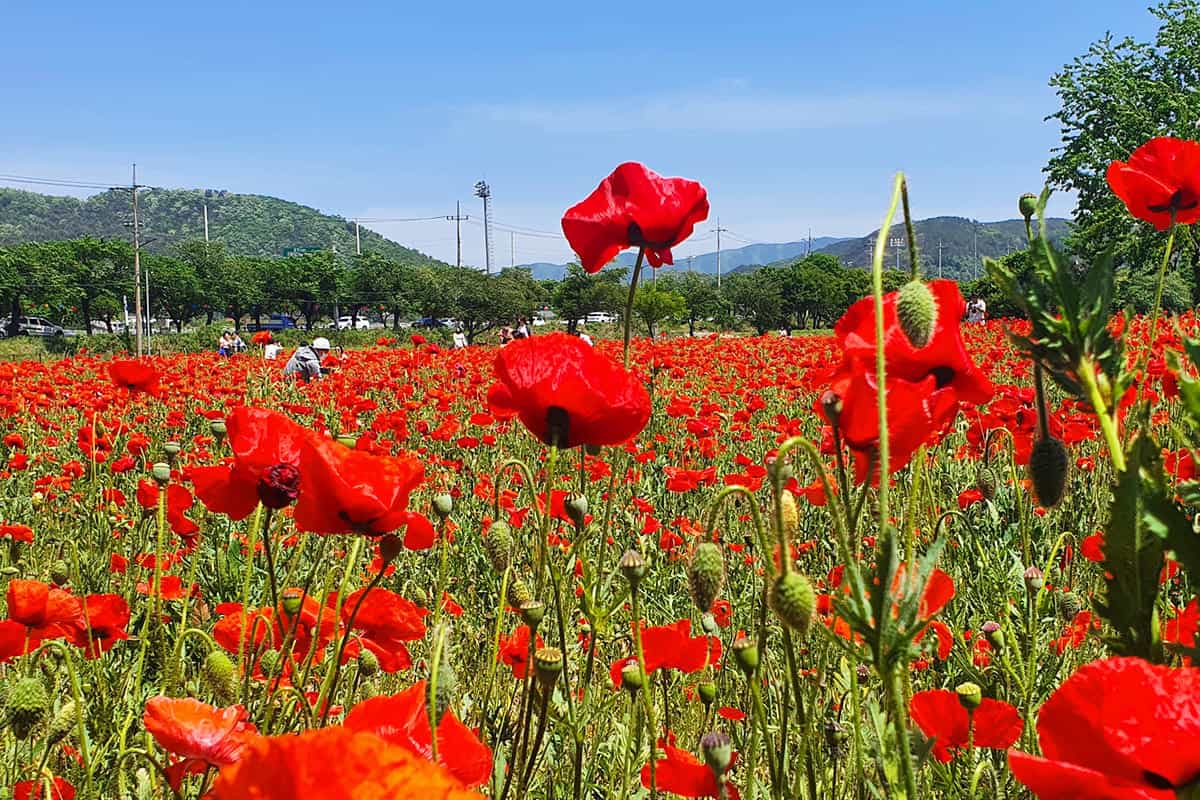 경주 분황사 양귀비꽃밭 경주 분황사 양귀비꽃밭