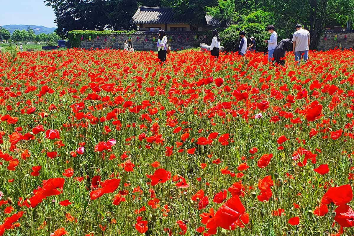 경주 분황사 양귀비꽃밭 풍경 경주 분황사 양귀비꽃밭 풍경