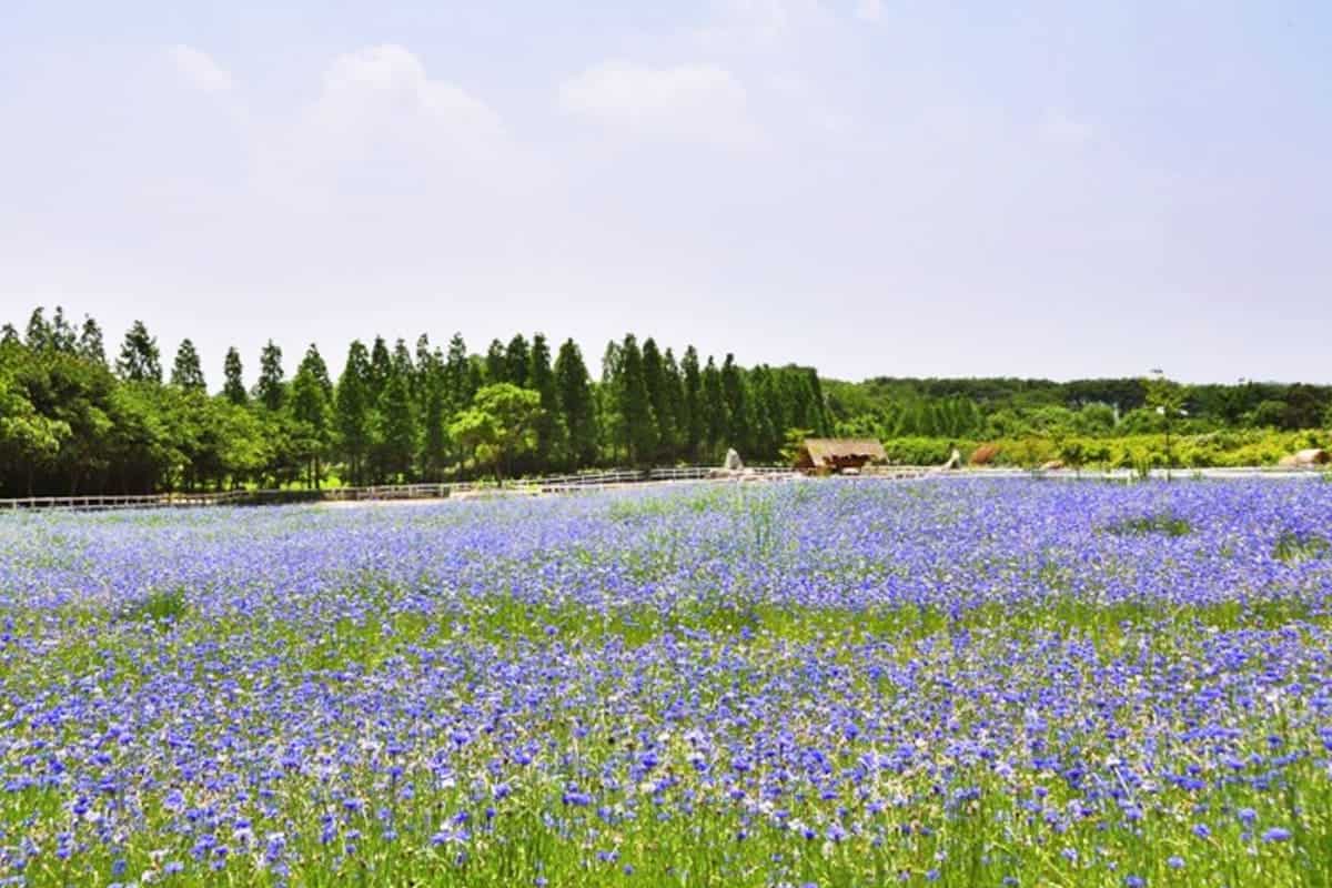 한적한 아그로랜드 수레국화밭